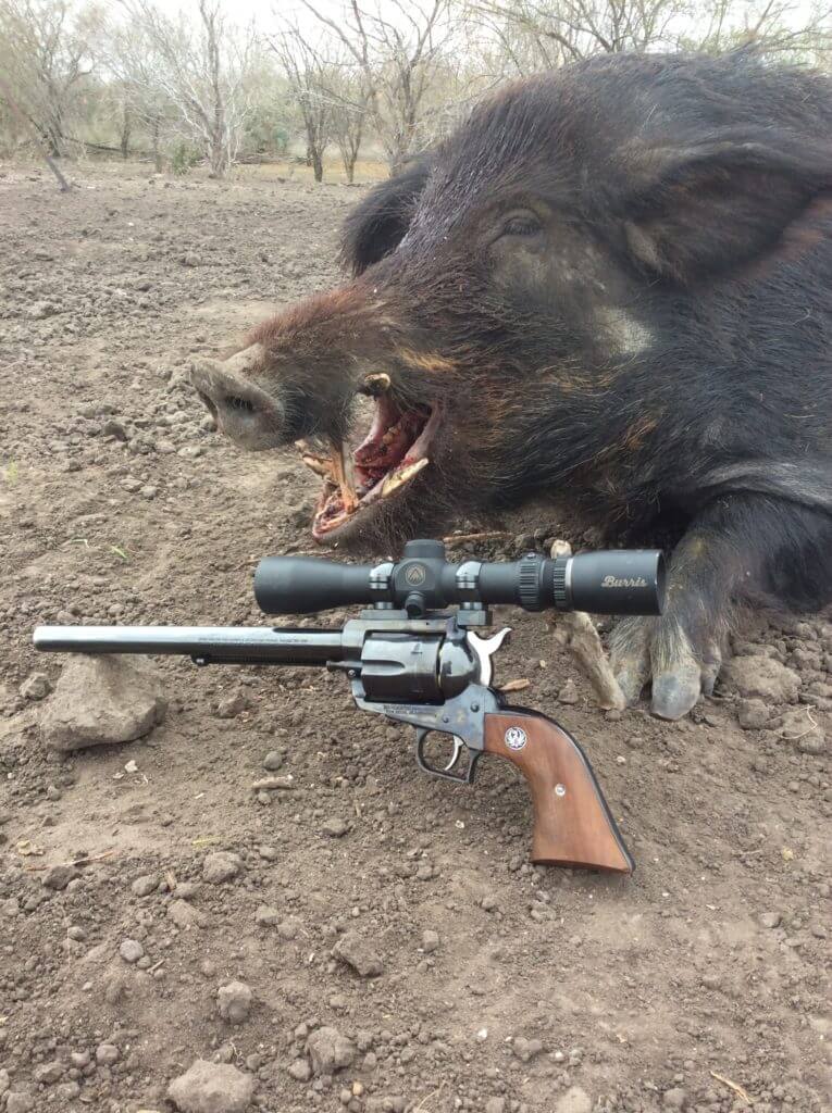 Baits and Lures for Feral Hogs