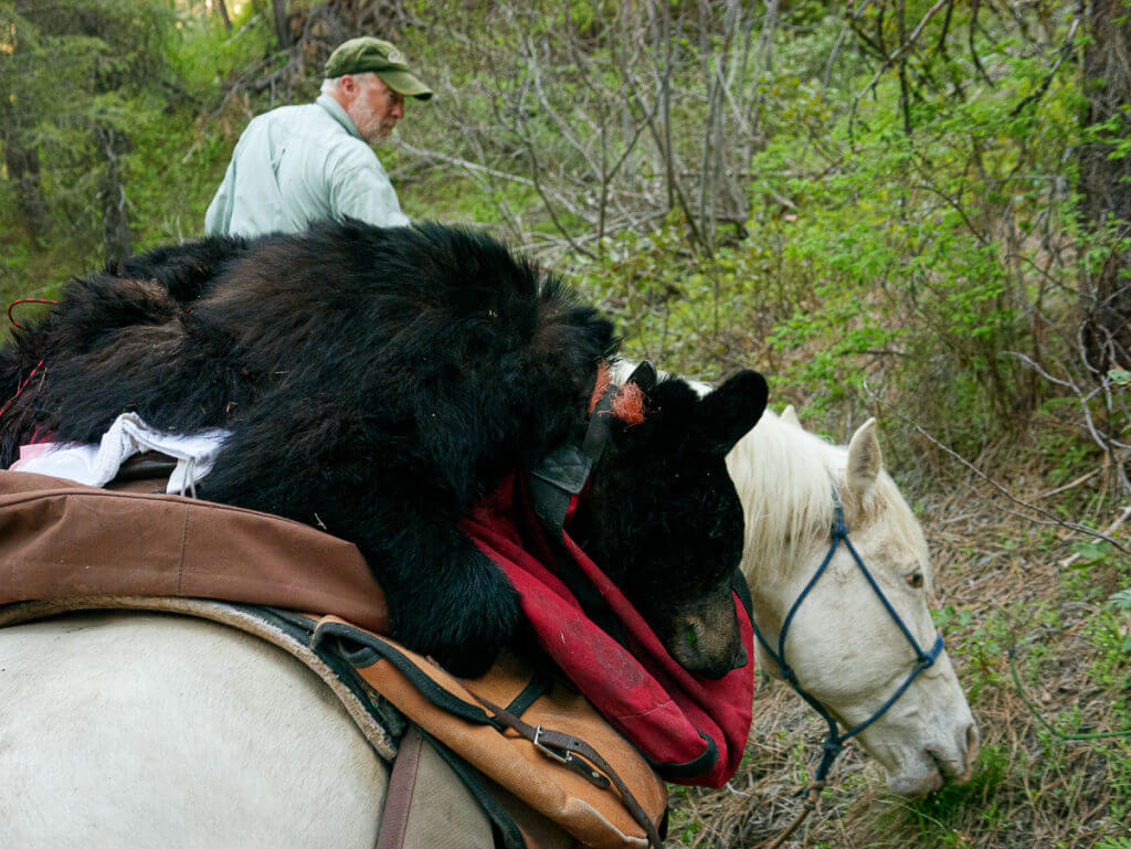 How I Killed A Bear With A BB Gun