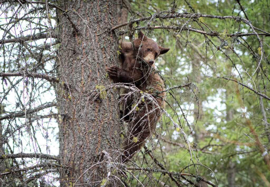 How I Killed A Bear With A BB Gun