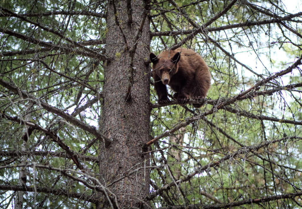 How I Killed A Bear With A BB Gun