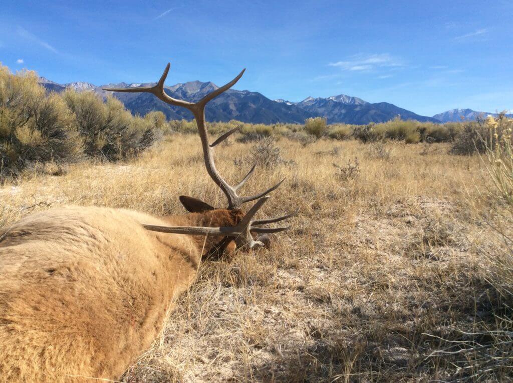 DIY Colorado Elk: My Experience