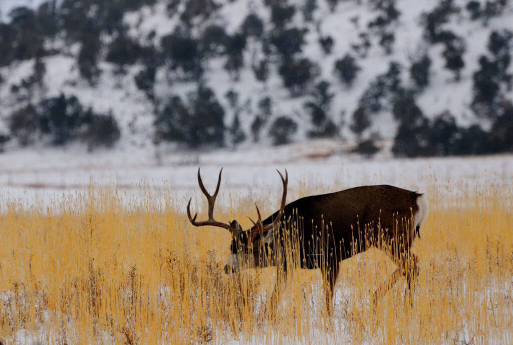 Spot and Stalk A Mule Deer