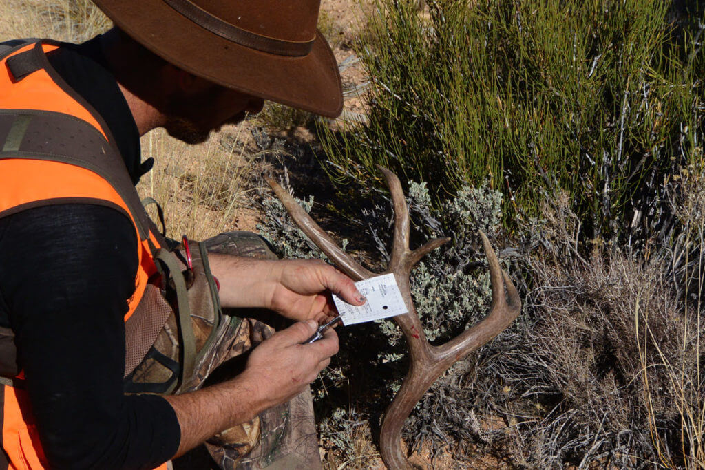 Spot and Stalk A Mule Deer