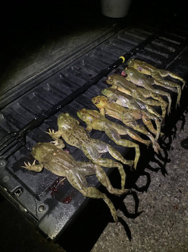 Frog Gigging