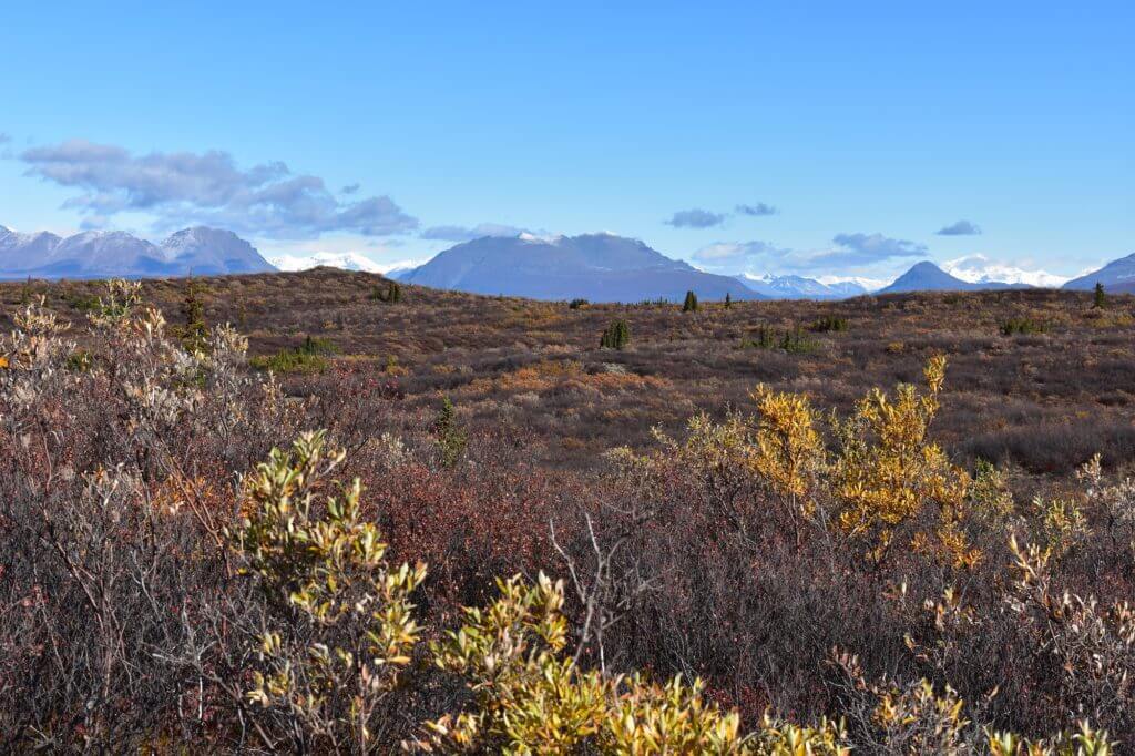 Quick, Fast, and In a Hurry - A Two Day Caribou Hunt