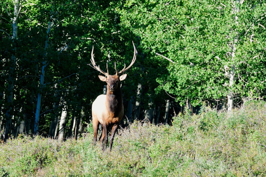 TAKE THE SHOT? A Bull Elk Presents A Difficult Shot Angle To a Young First-Time Elk Hunter - Presented by: Springfield Armory