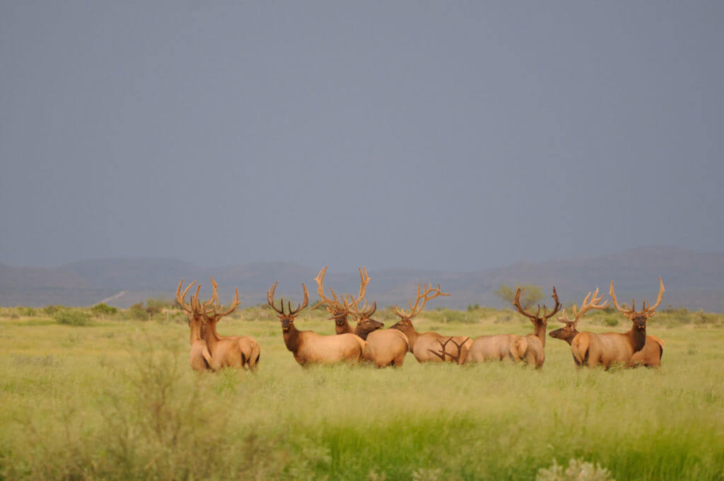 TAKE THE SHOT? The Elk of a Lifetime Presents A Shooting Dilemma - Presented by: Springfield Armory