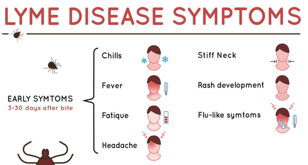 Lyme disease symptoms graphic